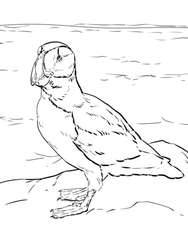 Horned Puffin Coloring Page